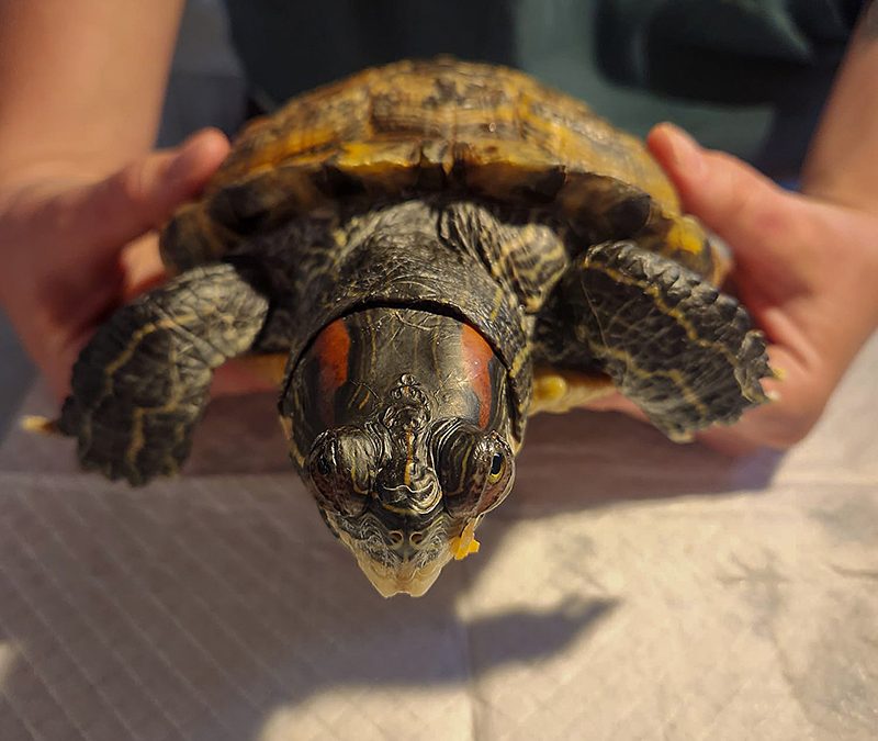 Das Tierhuus oft an seinen Grenzen